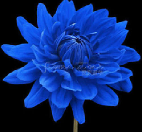 Blue Beard Dahlia (5 seeds per packet) - Spring