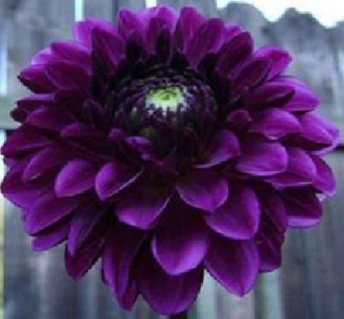 Boogie Nights Dahlia (5 seeds per packet) - Spring