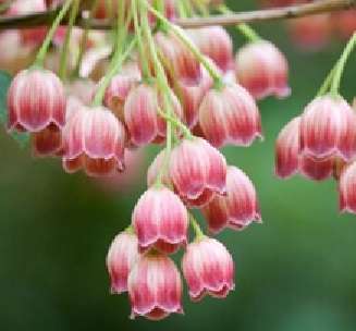 Convallaria - Lilly of the Valey (5 seeds per packet) - winter