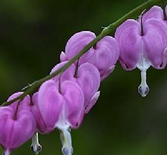 Bleeding Heart (10 seeds per packet) - Spring