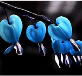 Bleeding Heart (10 seeds per packet) - Spring