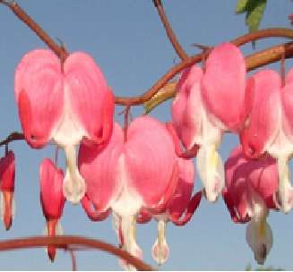 Bleeding Heart (10 seeds per packet) - Spring