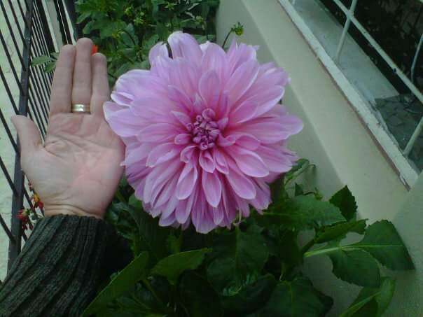 Pink Dinner Plate Dahlia Bulbs 1