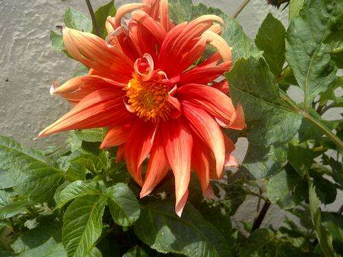 Orange Dahlia Bulbs 3 bulbs