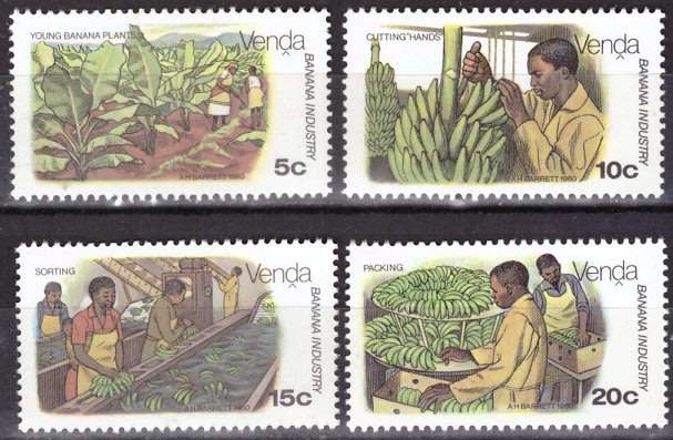 VENDA 1980 Banana Cultivation UMM SET