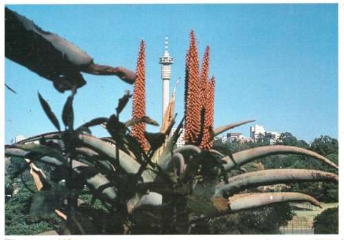 OLD UNUSED POST CARD JG STRYDOM TOWER