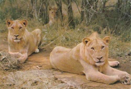 OLD USED, POST CARD POSTal HISTORY KRUGER PARK