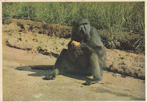 OLD USED, POST CARD POSTal HISTORY