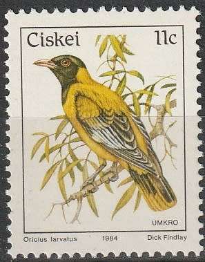 CISKEI 1984 Birds - Black-Headed Oriole UMM
