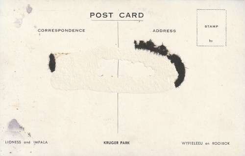 UN USED POST CARD SA ORIGINAL PHOTO KRGER NATIONAL PARK