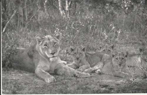 UN USED POST CARD SA ORIGINAL PHOTO KRGER NATIONAL PARK