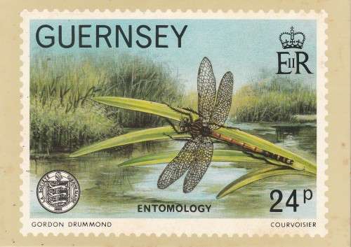 UN USED POST CARD GUERNSEY