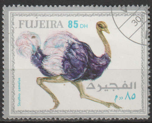 THEMATIC BIRDS FUJEIRA CTO