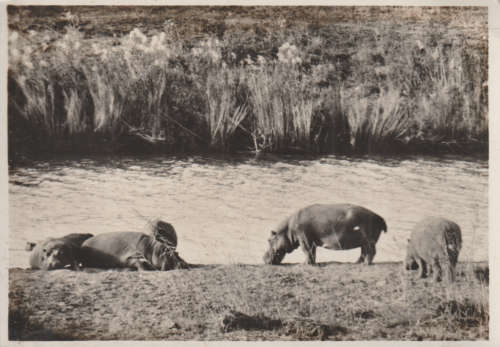 UN USED POST KRUGER NATIONAL PARK ORIGINAL BY H. LANG SA