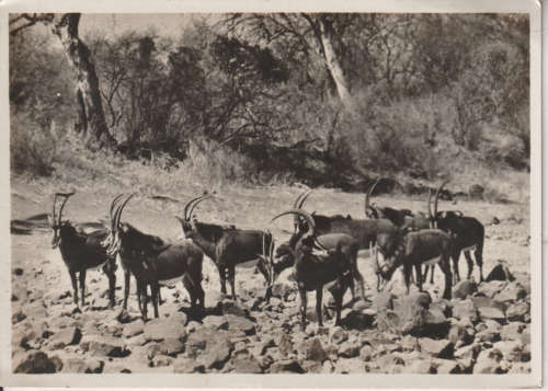 UN USED POST KRUGER NATIONAL PARK ORIGINAL BY H. LANG SA