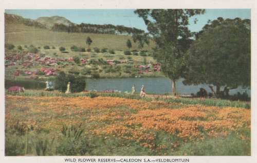 OLD UN USED POST CARD CALEDON SA