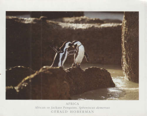 OLD UN USED POST CARD