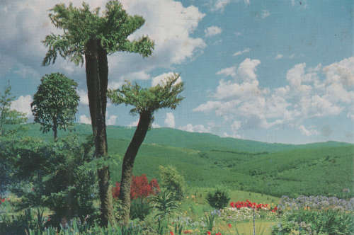 MINT POST CARD TREE BREEDING SABIE