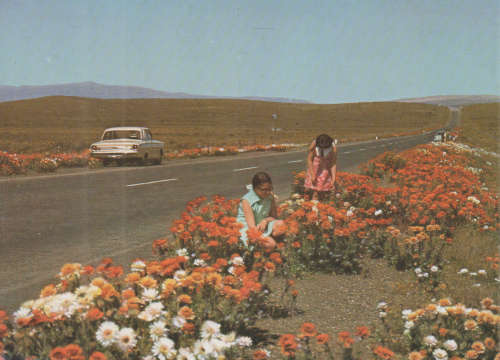 MINT POST CARD BEAUFORT WEST CAPE