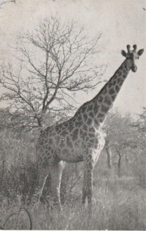 ORIGINAL PHOT POST CARD KRUGER NATIONAL PARK