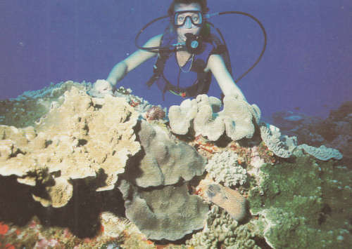 OLD MINT PHOTO POST CARD SA