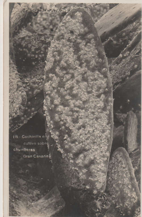 MINT POST CARD