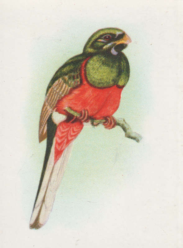 CIGARETTE CARD OUR SOUTH AFRICAN BIRDS NO. 74