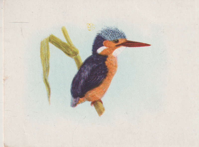 CIGARETTE CARD OUR SOUTH AFRICAN BIRDS NO. 76