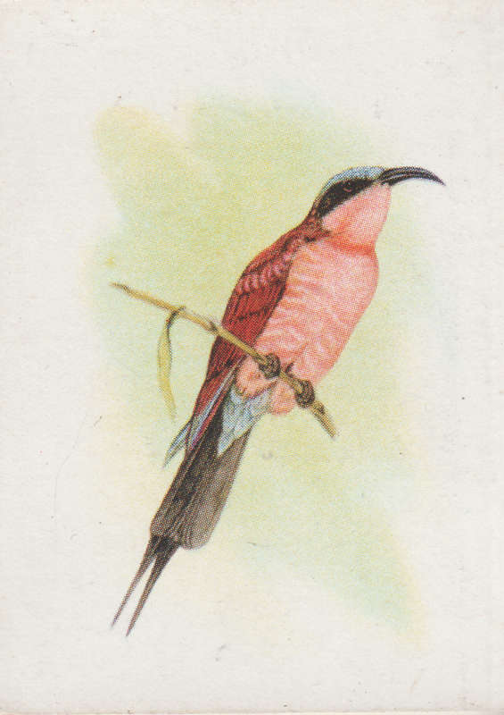 CIGARETTE CARD OUR SOUTH AFRICAN BIRDS NO. 78