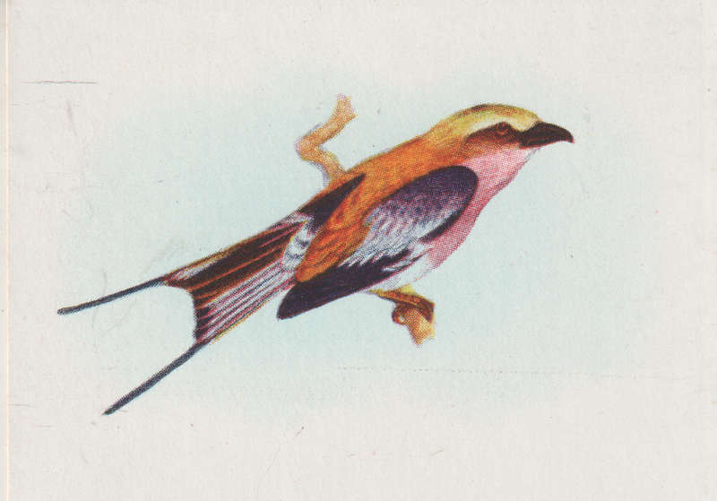 CIGARETTE CARD OUR SOUTH AFRICAN BIRDS NO. 82