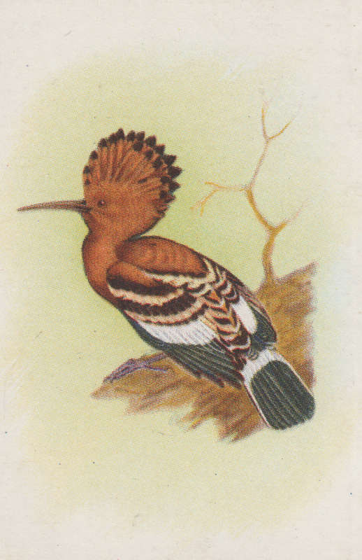 CIGARETTE CARD OUR SOUTH AFRICAN BIRDS NO. 83