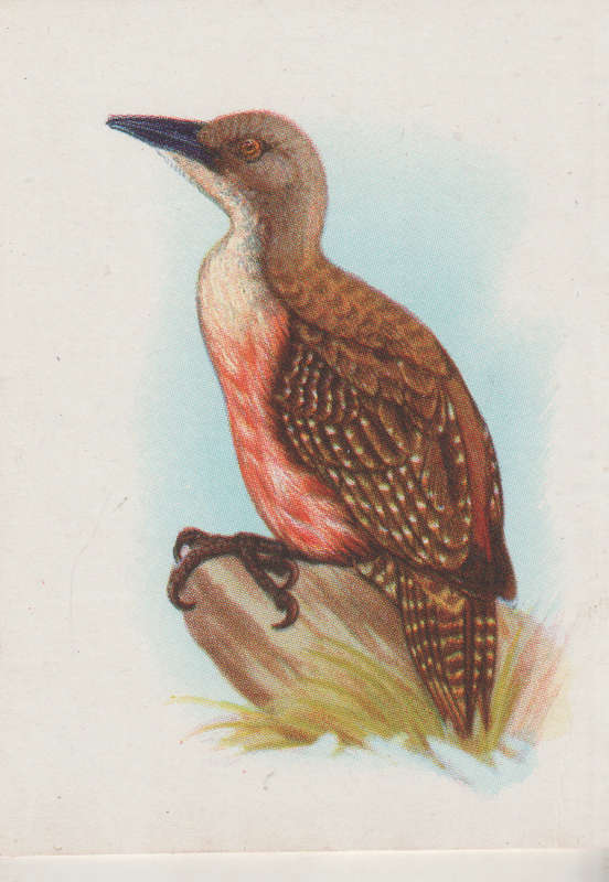 CIGARETTE CARD OUR SOUTH AFRICAN BIRDS NO. 91