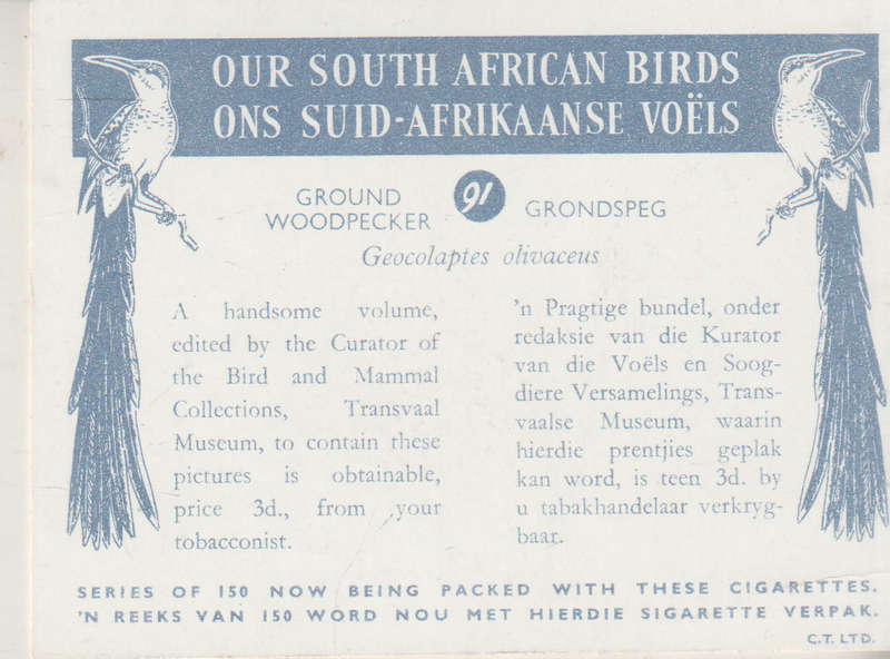 CIGARETTE CARD OUR SOUTH AFRICAN BIRDS NO. 91