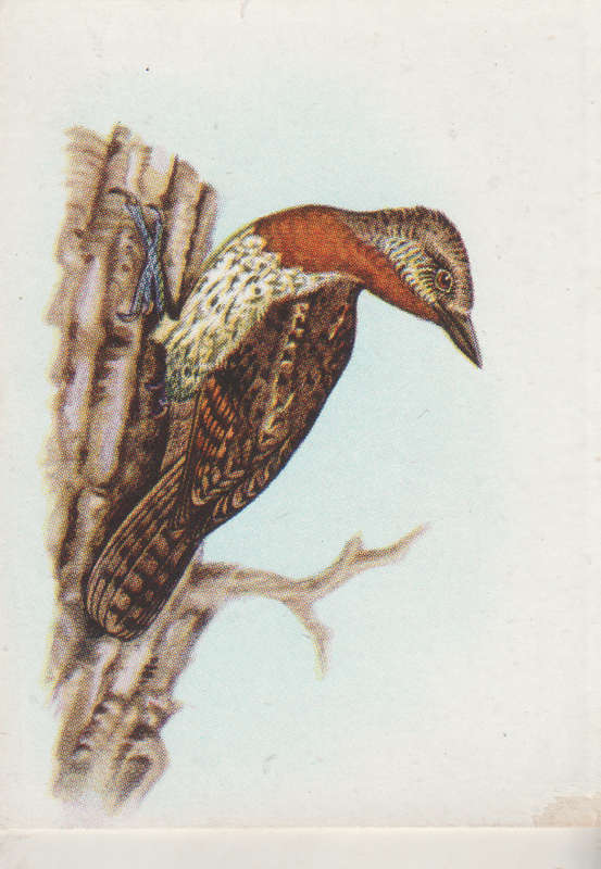 CIGARETTE CARD OUR SOUTH AFRICAN BIRDS NO. 92