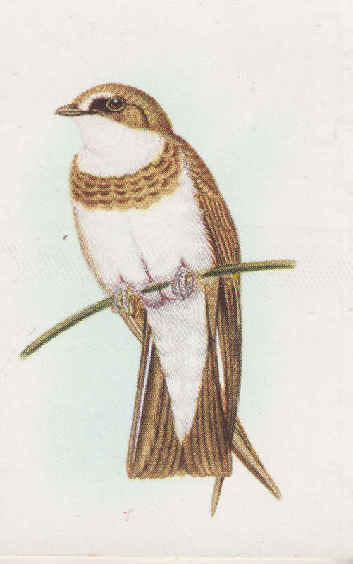 CIGARETTE CARD OUR SOUTH AFRICAN BIRDS NO. 98