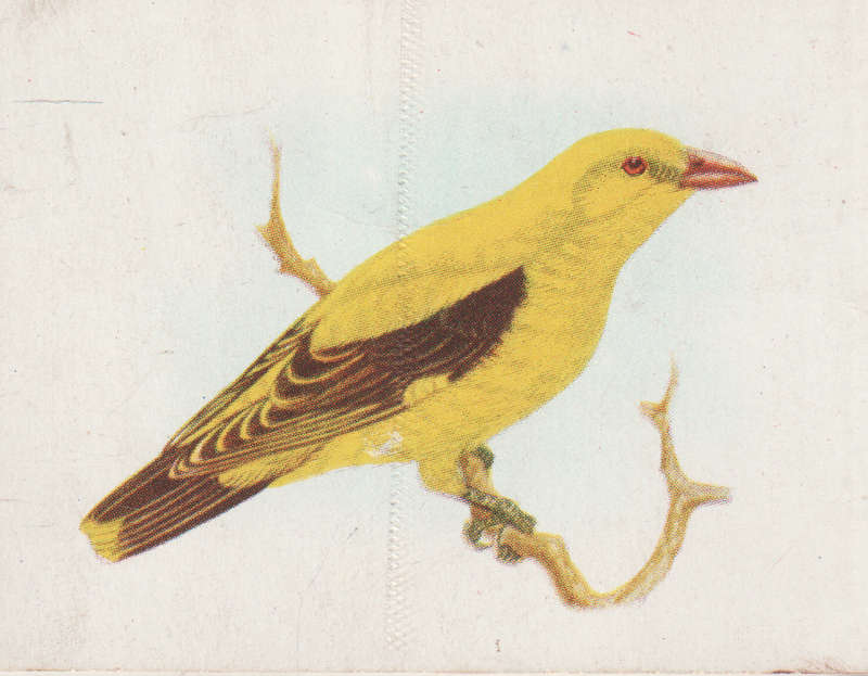 CIGARETTE CARD OUR SOUTH AFRICAN BIRDS NO. 100