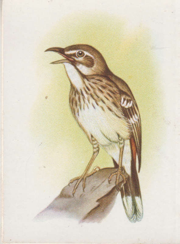 CIGARETTE CARD OUR SOUTH AFRICAN BIRDS NO. 112