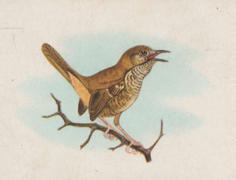 CIGARETTE CARD OUR SOUTH AFRICAN BIRDS NO. 114