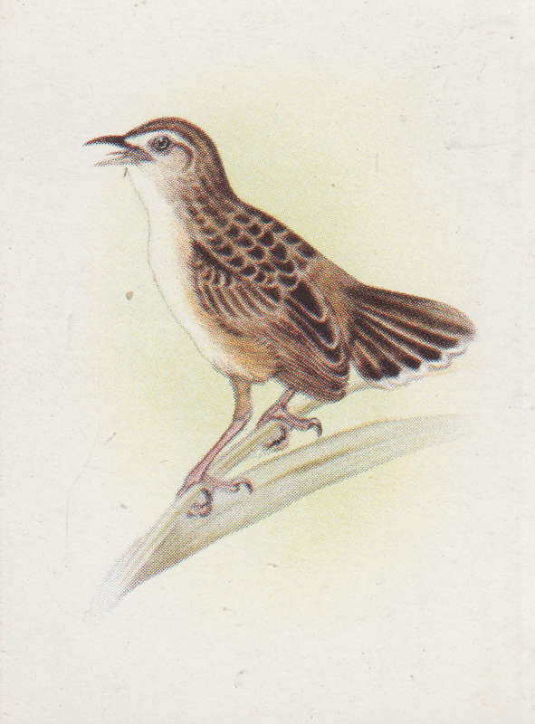 CIGARETTE CARD OUR SOUTH AFRICAN BIRDS NO. 116