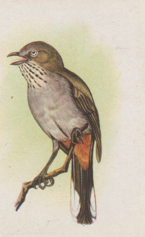 CIGARETTE CARD OUR SOUTH AFRICAN BIRDS NO. 118