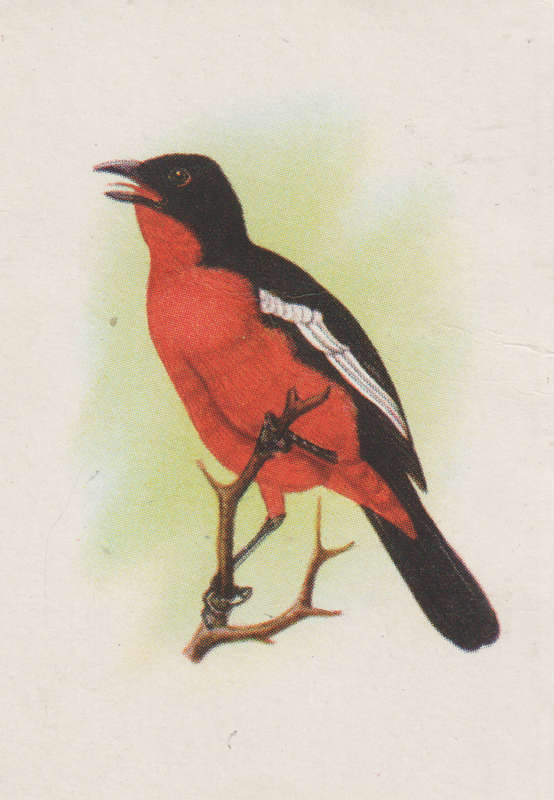 CIGARETTE CARD OUR SOUTH AFRICAN BIRDS NO. 124