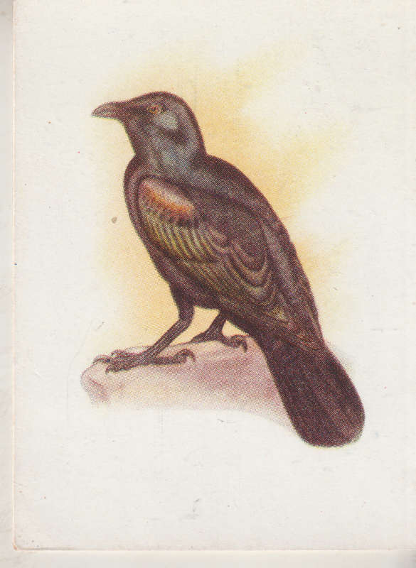 CIGARETTE CARD OUR SOUTH AFRICAN BIRDS NO. 127