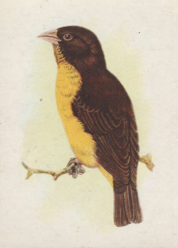 CIGARETTE CARD OUR SOUTH AFRICAN BIRDS NO. 139