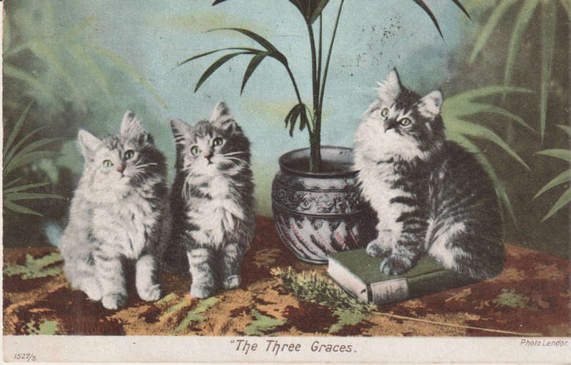 VINTAGE USED POST CARD NATAL 1910
