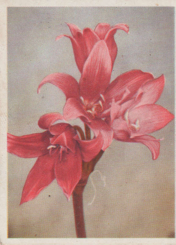 OUR SOUTH AFRICAN FLOWERS NO 12