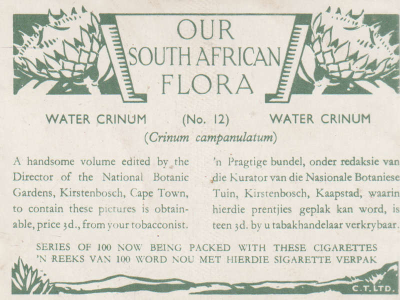 OUR SOUTH AFRICAN FLOWERS NO 12