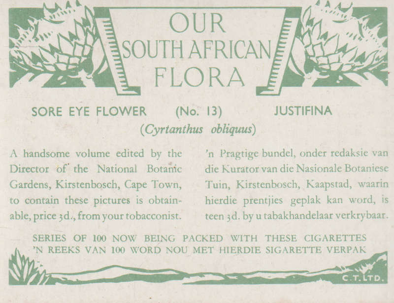 OUR SOUTH AFRICAN FLOWERS NO 13
