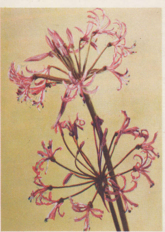 OUR SOUTH AFRICAN FLOWERS NO 14