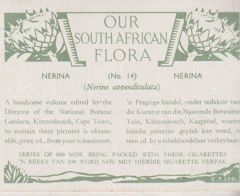 OUR SOUTH AFRICAN FLOWERS NO 14