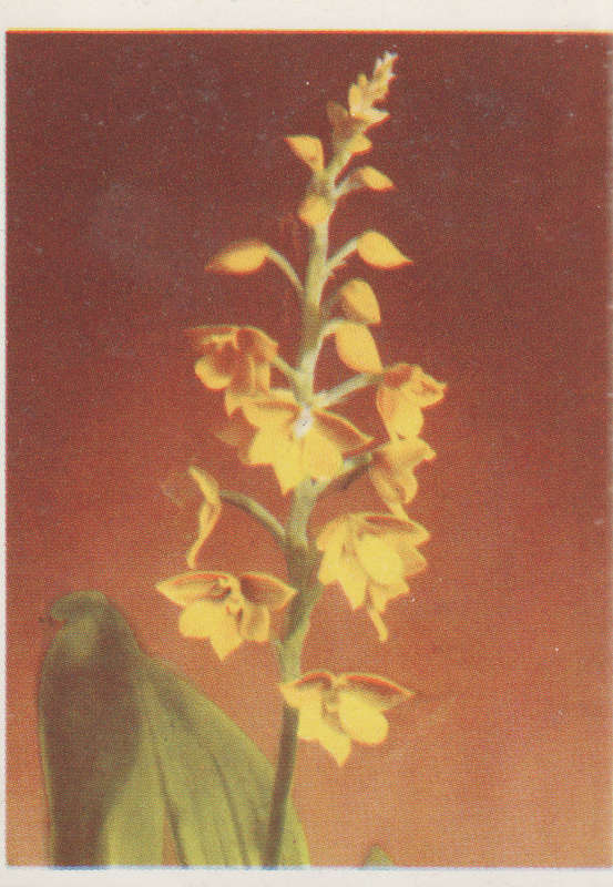 OUR SOUTH AFRICAN FLOWERS NO 23